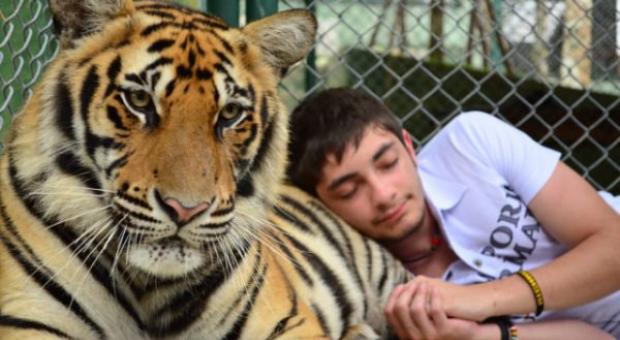Сонник: к чему снится Тигр, видеть во сне Тигр что означает
