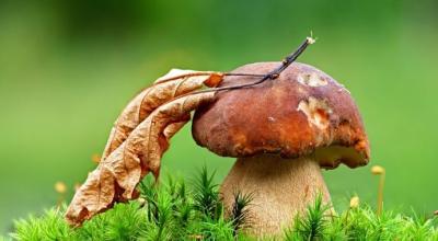 Съедобные осенние грибы: названия, внешний вид, места произрастания