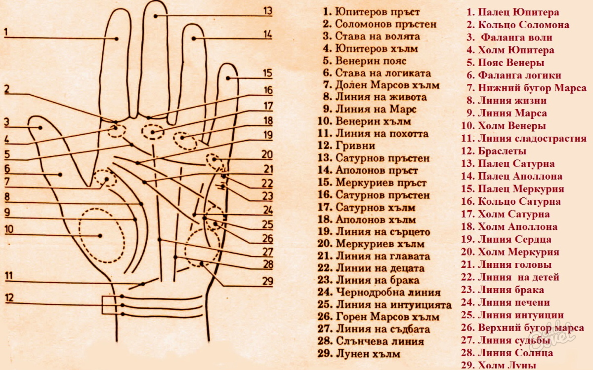 Линии на руке: что они означают? Как узнать свое будущее 80 Линии на руке: что они означают? Как узнать свое будущее 31