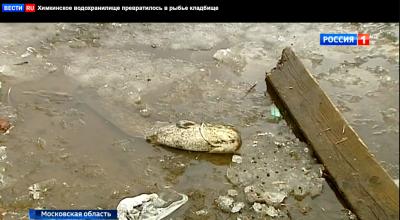 Хімкінське водосховище перетворилося на риб'яче кладовище, спливли тонни мертвої риби Що сталося на хімкінському водосховищі