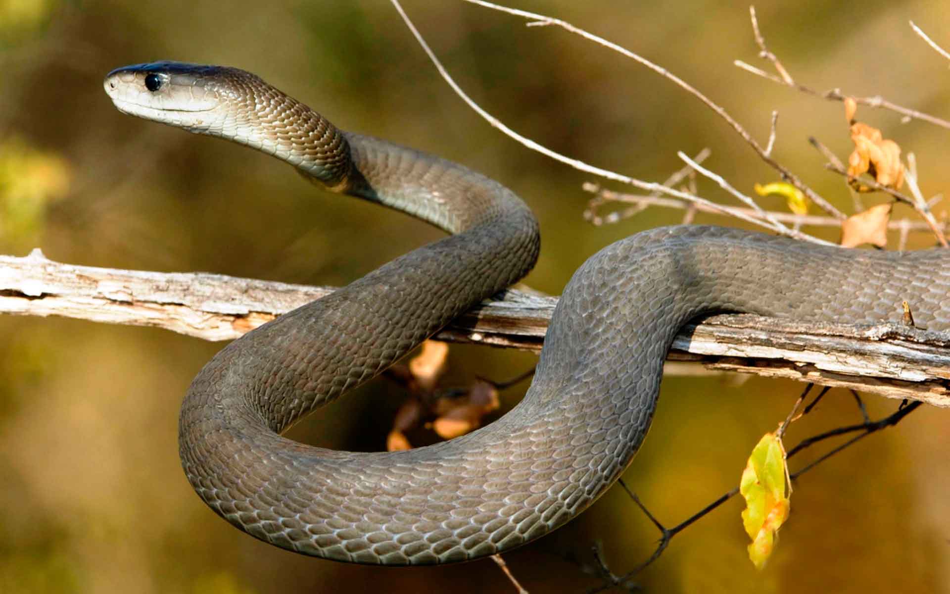 Хамбу мамба Мамба хамбу