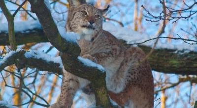 Lynx is another name.  Common lynx.  European lynx: description