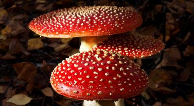 Mushrooms without borders: Silent hunting in Kyrgyzstan Varieties of dangerous mushrooms