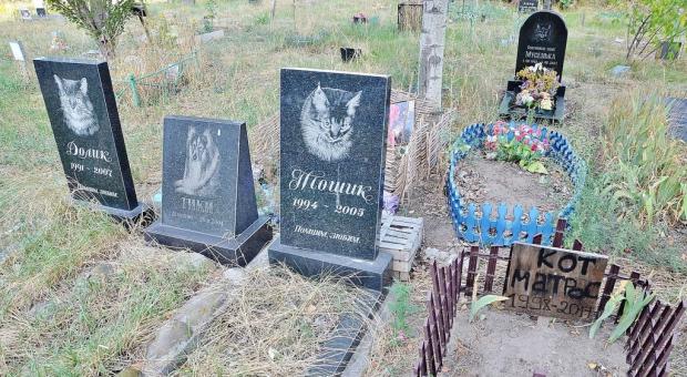 Cómo entender que un gato se está muriendo: signos y etapas