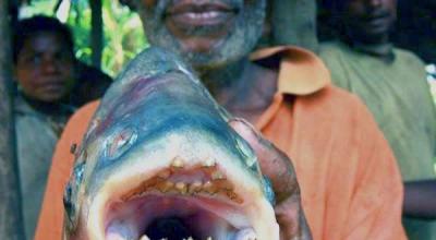 Giant sea bass swallowed a shark (video) Sea bass ate a shark