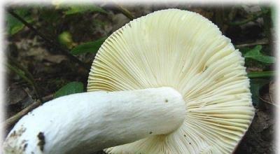 Names of edible and inedible mushrooms with pictures